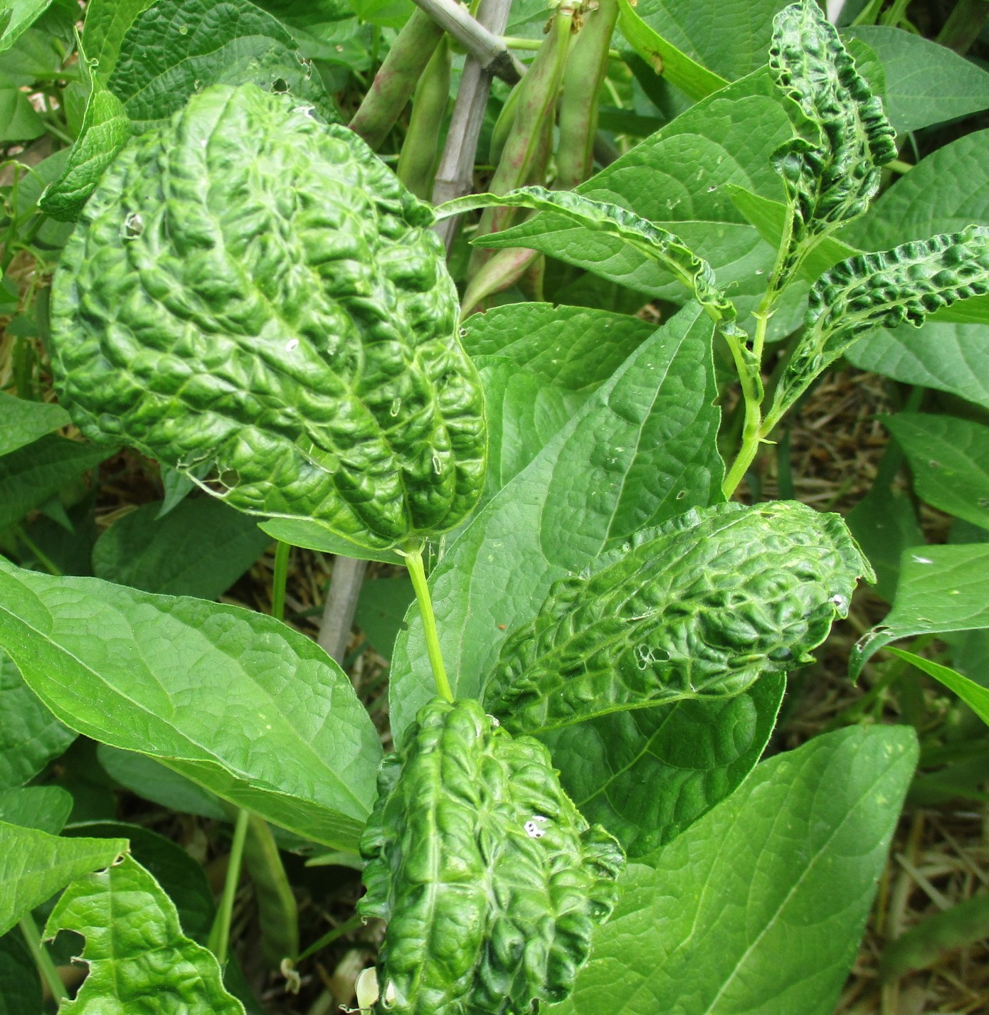 Bean mosaic virus